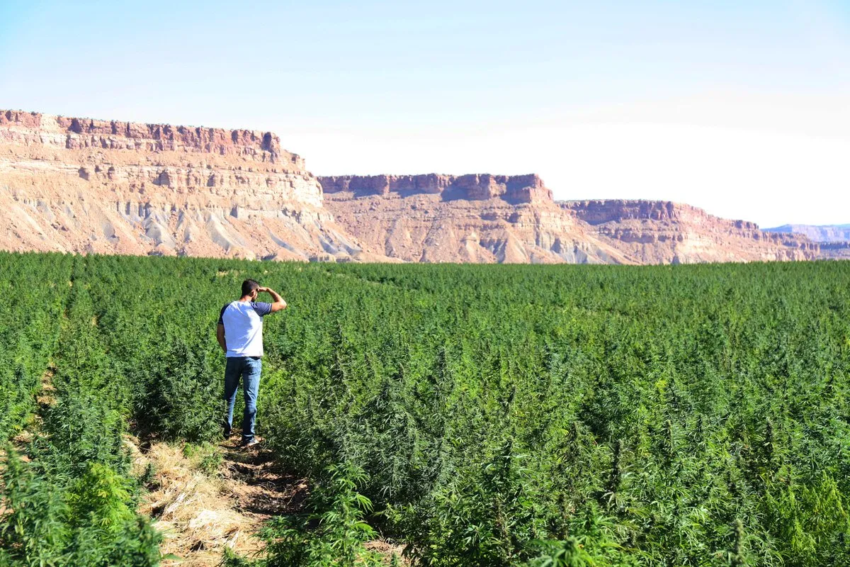 industrial hemp drying equipmen, hemp industry
