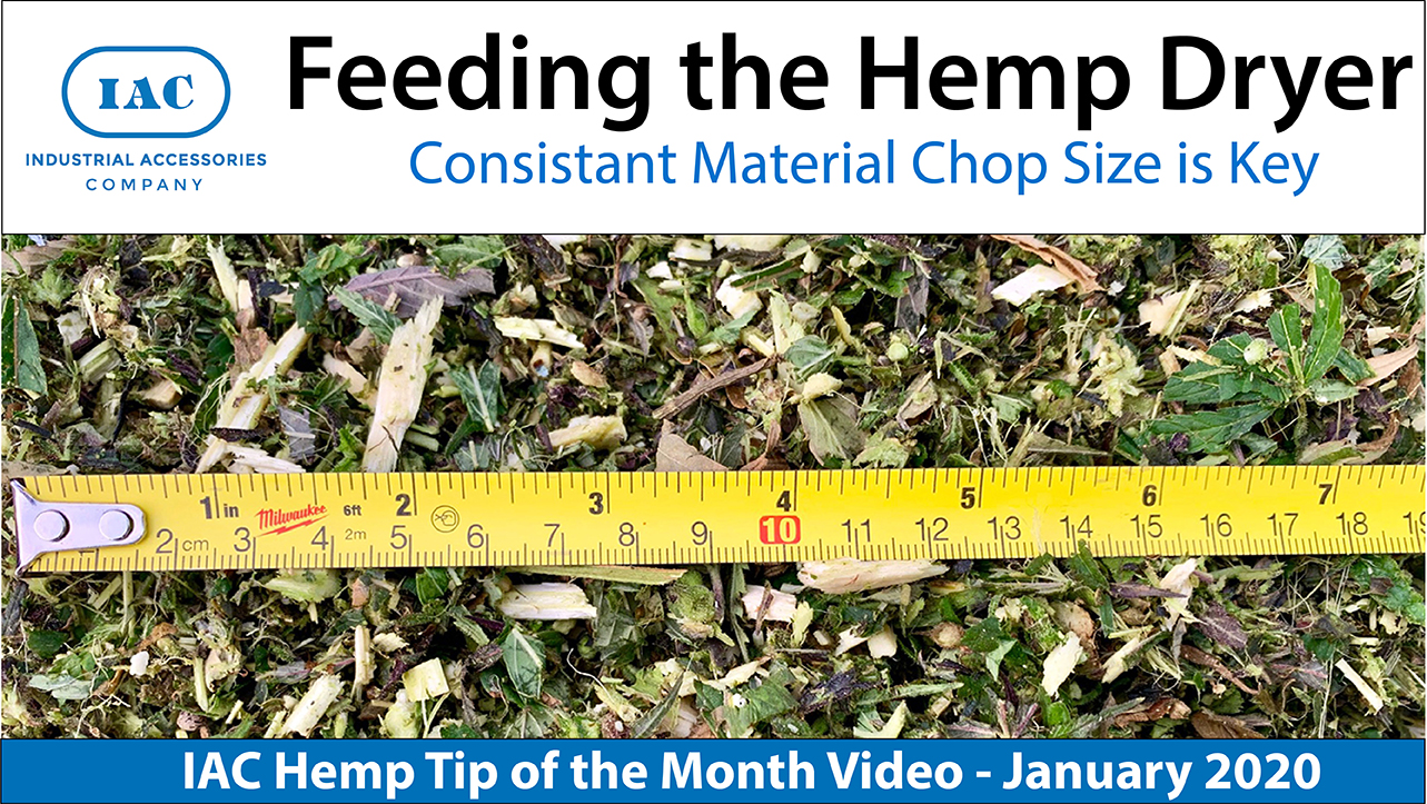 feeding the hemp dryer
